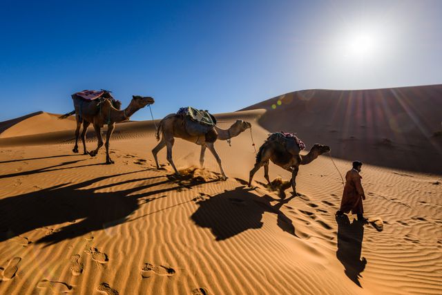 Camel Arabian camel Desert - Download Free Stock Photos Pikwizard.com