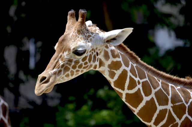 Brown Giraffe during Daytime - Download Free Stock Photos Pikwizard.com
