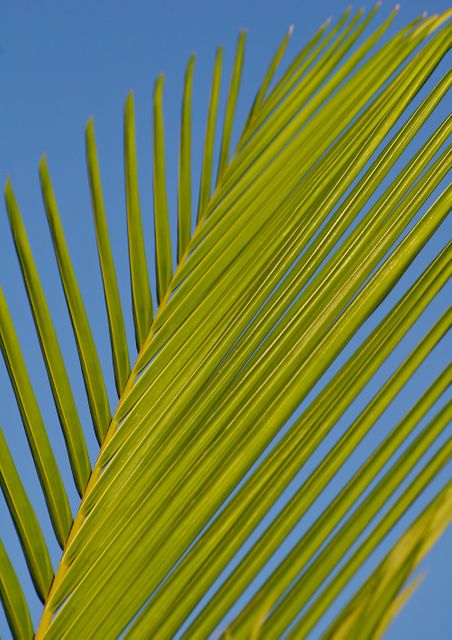 Green Palm Tree Branch during Daytime - Download Free Stock Photos Pikwizard.com