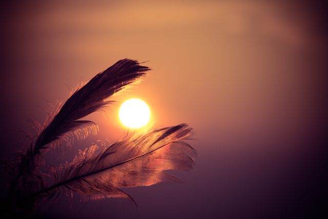a feather with the sun setting behind it - Download Free Stock Photos Pikwizard.com