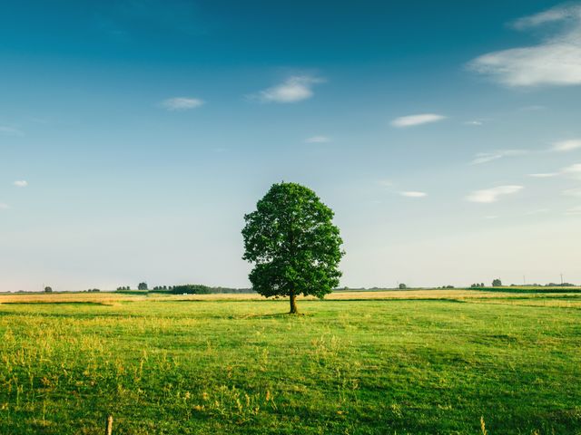 Tall Tree on the Middle of Green Grass Field during Daytime - Download Free Stock Photos Pikwizard.com