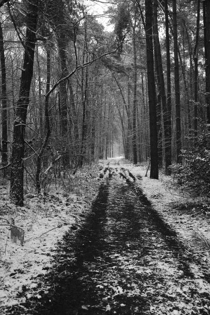 Landscape Forest Snow - Download Free Stock Photos Pikwizard.com