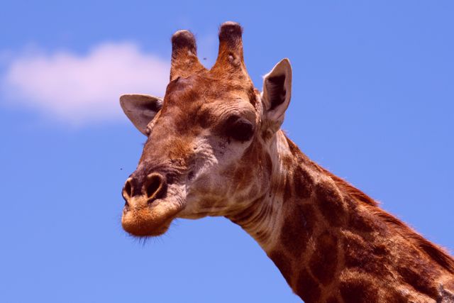 Giraffe Animal Terrier - Download Free Stock Photos Pikwizard.com
