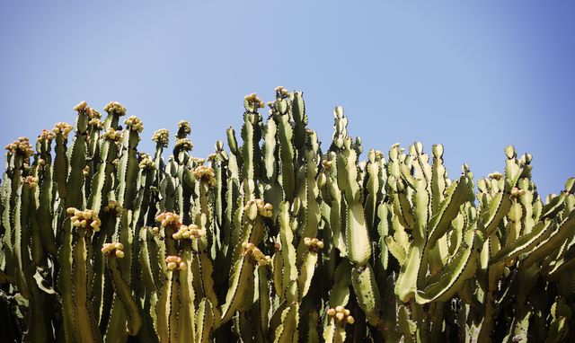 Cactus sun sky  - Download Free Stock Photos Pikwizard.com