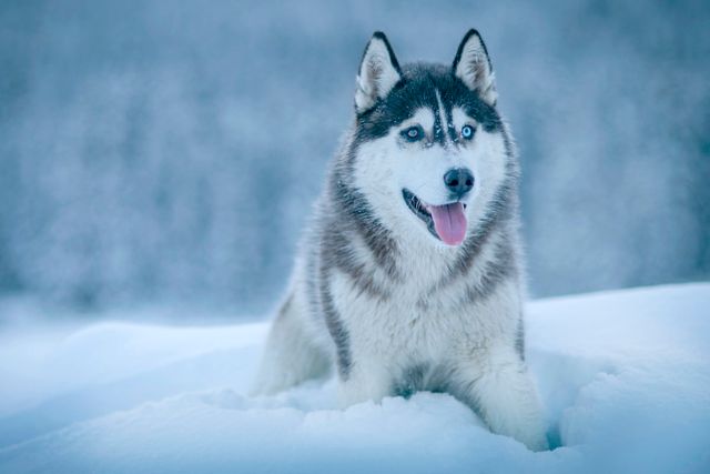 Dog Eskimo dog Canine - Download Free Stock Photos Pikwizard.com