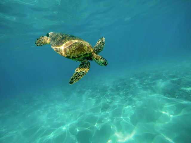 Sea turtle - Download Free Stock Photos Pikwizard.com