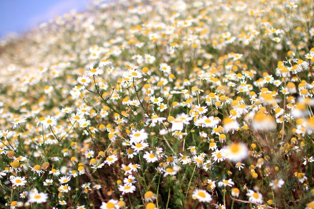 a field of white and yellow flowers - Download Free Stock Photos Pikwizard.com