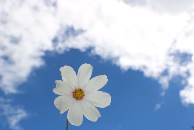 Bloom blossom blue sky flora - Download Free Stock Photos Pikwizard.com