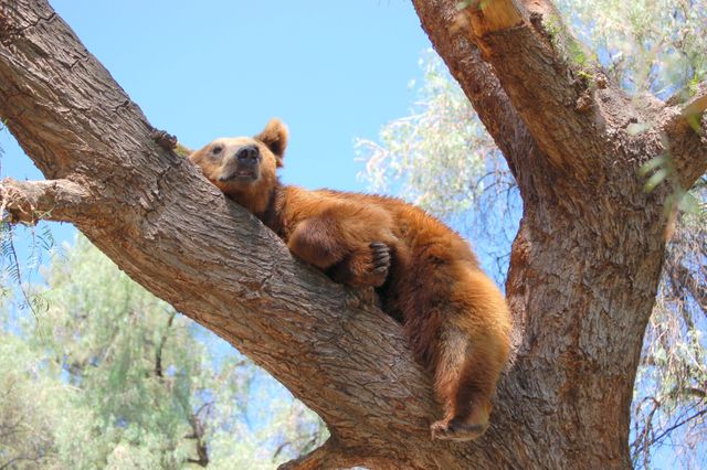 Bear Brown bear Mammal - Download Free Stock Photos Pikwizard.com