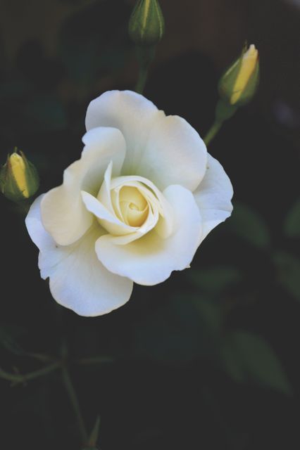 Rose Shrub Flower - Download Free Stock Photos Pikwizard.com