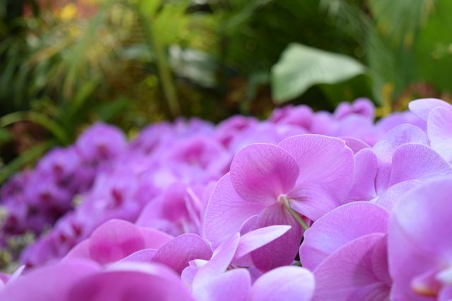 a bunch of purple orchids - Download Free Stock Photos Pikwizard.com