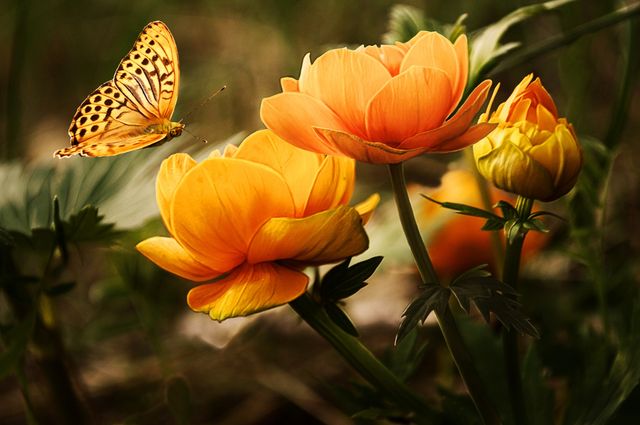 Orange Flower With Butterfly - Download Free Stock Photos Pikwizard.com