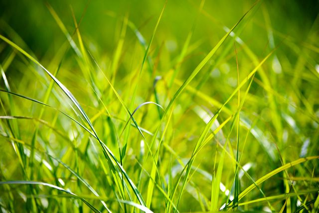 Green Grass Macro Photography - Download Free Stock Photos Pikwizard.com