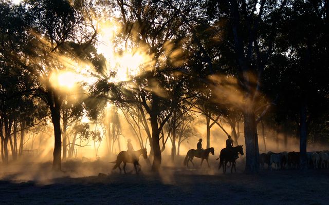 Person Riding on Horse Near Trees during Sunset - Download Free Stock Photos Pikwizard.com