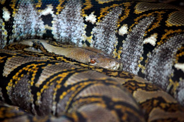Large Snake - Download Free Stock Photos Pikwizard.com