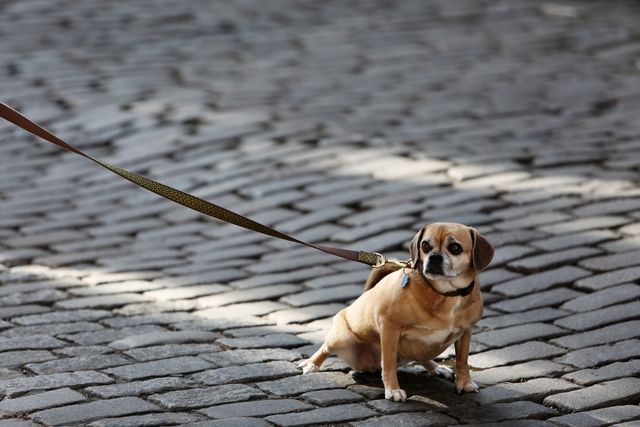 Dog pet leash- Download Free Stock Photos Pikwizard.com