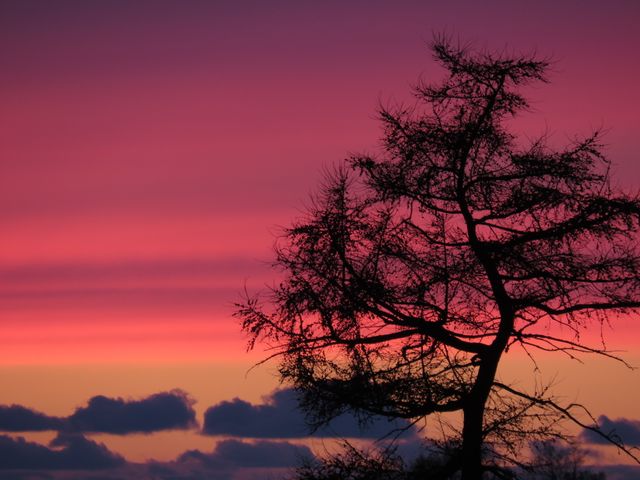 Tree Landscape Sky - Download Free Stock Photos Pikwizard.com