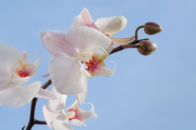 Pink and White Orchids\ - Download Free Stock Photos Pikwizard.com