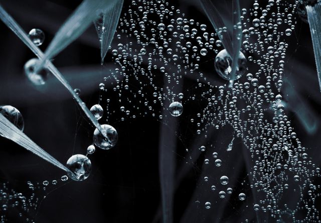 Dew droplets macro madagascar - Download Free Stock Photos Pikwizard.com