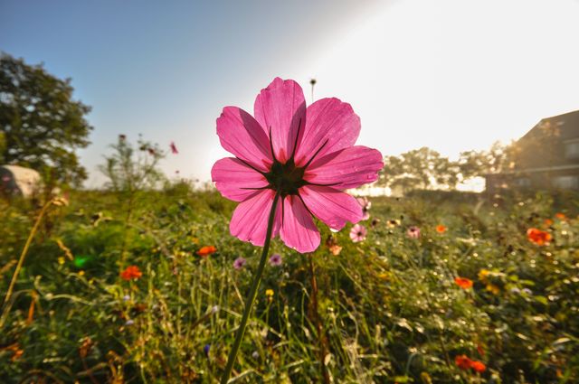 a pink flower in a field - Download Free Stock Photos Pikwizard.com
