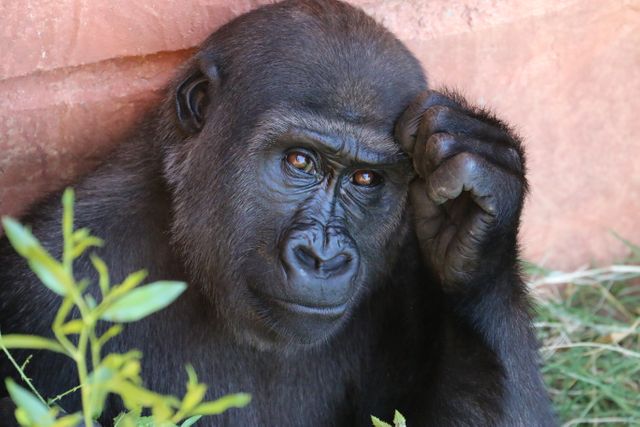 Chimpanzee Ape Gorilla - Download Free Stock Photos Pikwizard.com