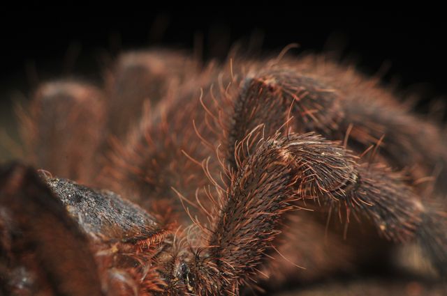 Extreme Close Up Of Spiders Legs - Download Free Stock Photos Pikwizard.com