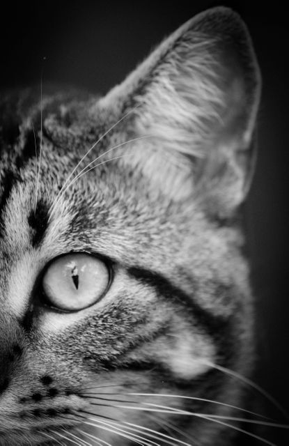 Close Photography and Grayscale Photography of Tabby Cat - Download Free Stock Photos Pikwizard.com