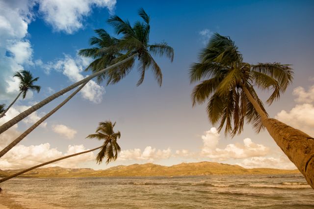 palm trees on a beach - Download Free Stock Photos Pikwizard.com