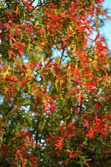 Autumn autumn leaves colorful fall - Download Free Stock Photos Pikwizard.com