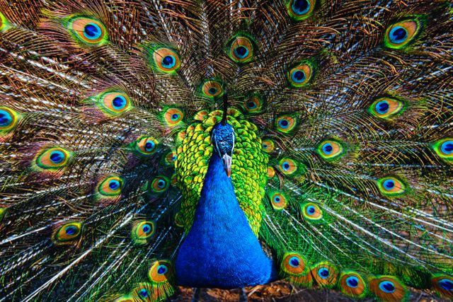 Peacock Peafowl Greenish blue - Download Free Stock Photos Pikwizard.com