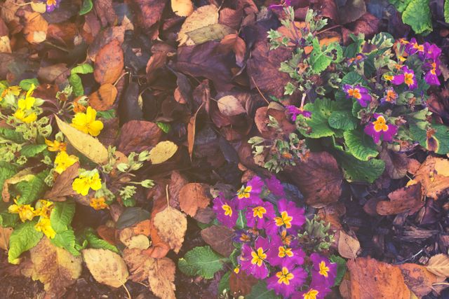 Autumn autumn colours flowers garden - Download Free Stock Photos Pikwizard.com