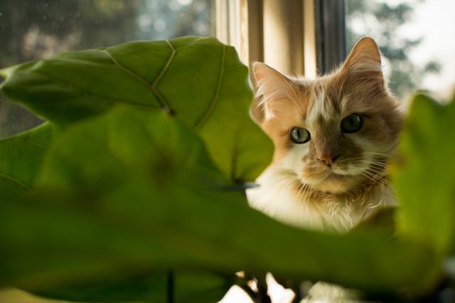 Cat Feline Animal - Download Free Stock Photos Pikwizard.com