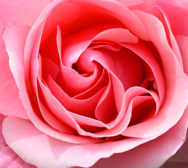 Petals flower pink rose - Download Free Stock Photos Pikwizard.com