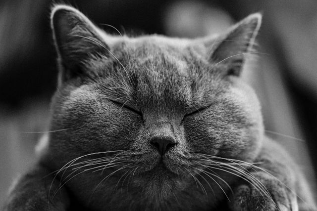 a cat sleeping - Download Free Stock Photos Pikwizard.com