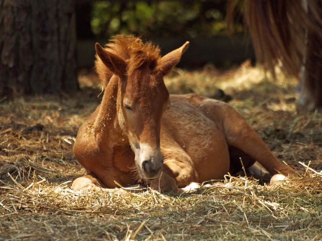 a horse laying down - Download Free Stock Photos Pikwizard.com