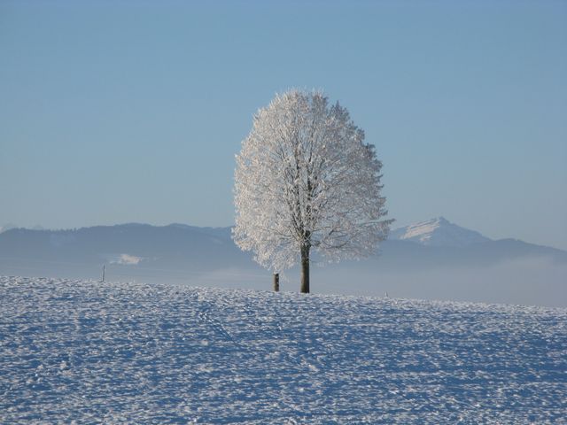 Lone Tree Surrounded by Snowcap Mountain Under Blue Sky - Download Free Stock Photos Pikwizard.com