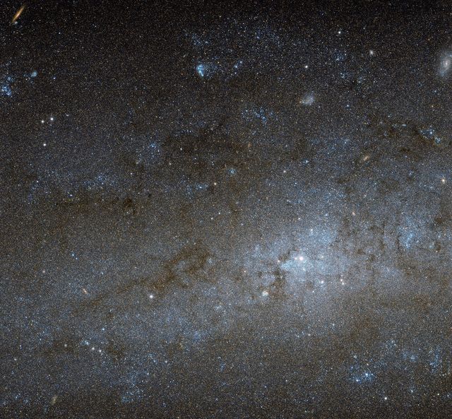  This Hubble image shows the central region of a spiral galaxy known as NGC 247. NGC 247 is a relatively small spiral galaxy in the southern constellation of Cetus (The Whale). Lying at a distance of around 11 million light-years from us, it forms part of the Sculptor Group, a loose collection of galaxies that also contains the more famous NGC 253 (otherwise known as the Sculptor Galaxy). NGC 247’s nucleus is visible here as a bright, whitish patch, surrounded by a mixture of stars, gas and dust. The dust forms dark patches and filaments that are silhouetted against the background of stars, while the gas has formed into bright knots known as H II regions, mostly scattered throughout the galaxy’s arms and outer areas. This galaxy displays one particularly unusual and mysterious feature — it is not visible in this image, but can be seen clearly in wider views of the galaxy, such as this picture from ESO’s MPG/ESO 2.2-metre telescope. The northern part of NGC 247’s disc hosts an apparent void, a gap in the usual swarm of stars and H II regions that spans almost a third of the galaxy’s total length. There are stars within this void, but they are quite different from those around it. They are significantly older, and as a result much fainter and redder. This indicates that the star formation taking place across most of the galaxy’s disc has somehow been arrested in the void region, and has not taken place for around one billion years. Although astronomers are still unsure how the void formed, recent studies suggest it might have been caused by gravitational interactions with part of another galaxy.