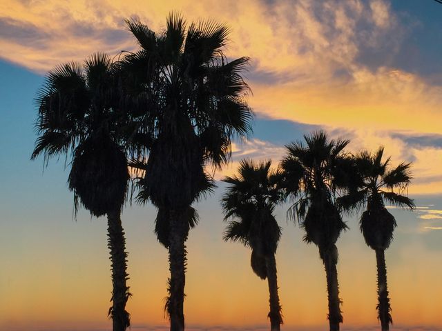 palm trees at sunset - Download Free Stock Photos Pikwizard.com