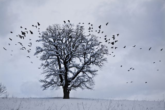 a tree with birds flying around it - Download Free Stock Photos Pikwizard.com