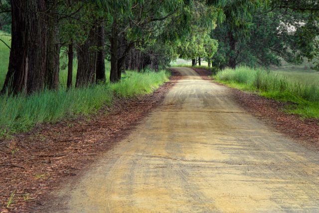 Road Amidst Trees in Forest - Download Free Stock Photos Pikwizard.com