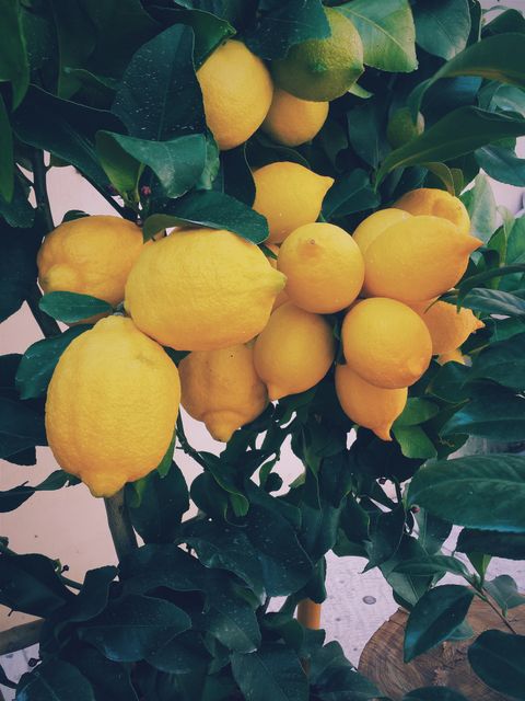 Yellow lemons plant- Download Free Stock Photos Pikwizard.com