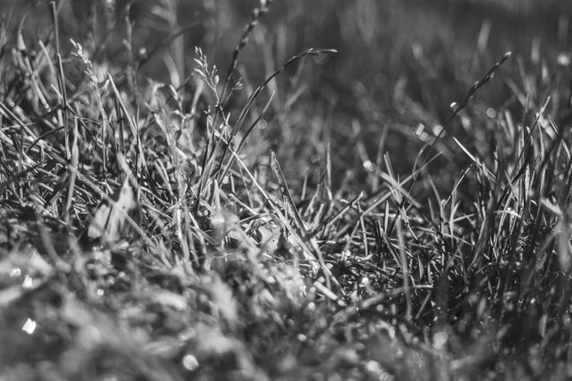 Black and white grass - Download Free Stock Photos Pikwizard.com