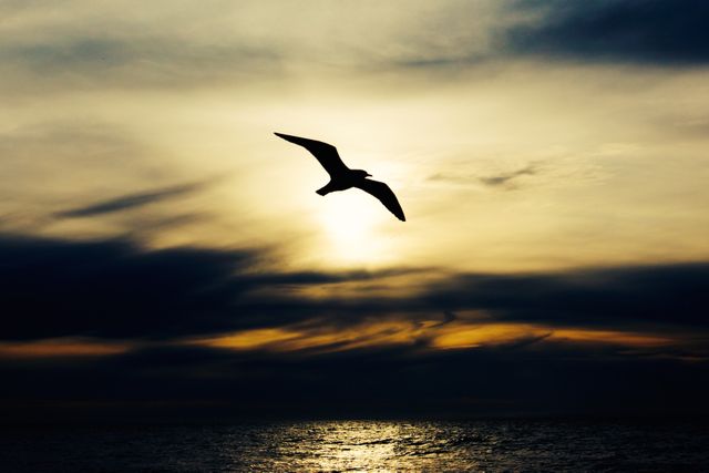 Seagull Bird Sunset - Download Free Stock Photos Pikwizard.com