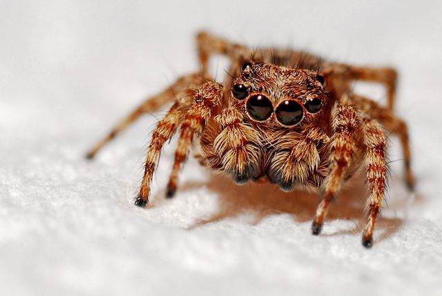 Animal macro spider arachnid - Download Free Stock Photos Pikwizard.com
