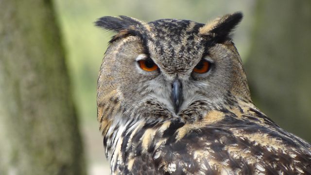 Close Up Photography of Black Grey Owl - Download Free Stock Photos Pikwizard.com