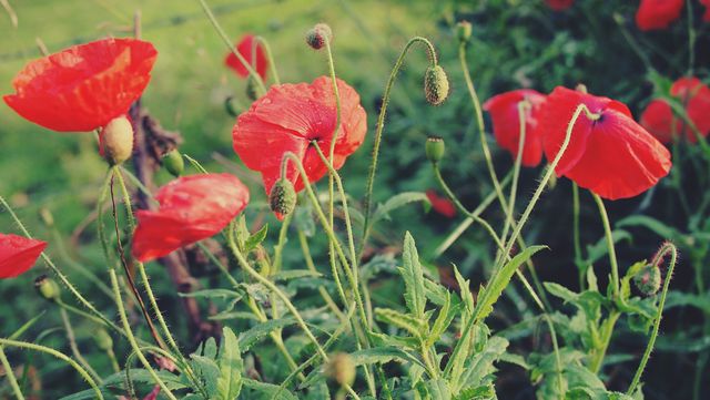 Red poppies flowers  - Download Free Stock Photos Pikwizard.com