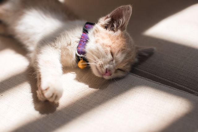 Orange Cat Sleeping on the Grey Surface - Download Free Stock Photos Pikwizard.com