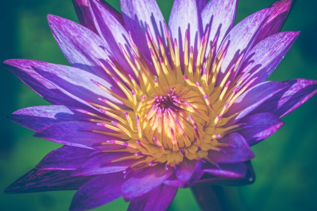 Beautiful blooming botanical bright - Download Free Stock Photos Pikwizard.com