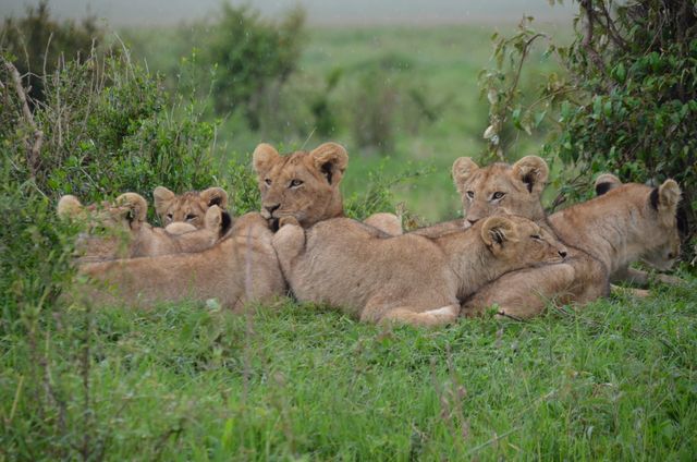 a group of lions laying down - Download Free Stock Photos Pikwizard.com