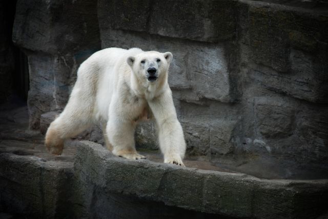 Ice bear Bear Mammal - Download Free Stock Photos Pikwizard.com